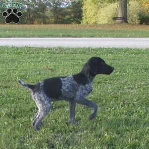 Hailey, German Shorthaired Pointer Puppy